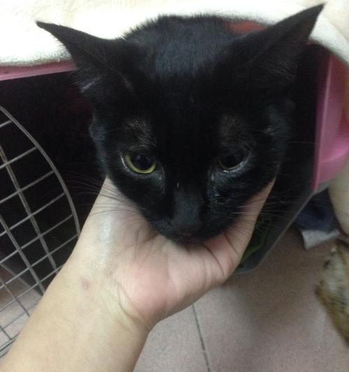 猫咪为什么会经常抽搐（探讨猫咪抽搐的原因和解决方法）