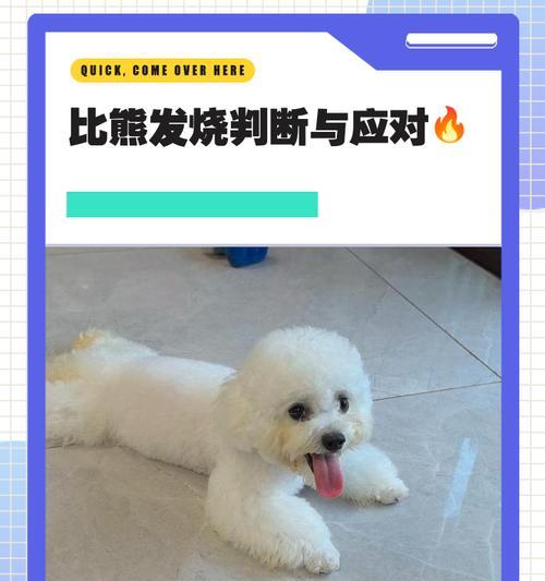 比熊犬在什么温度下需要穿衣服？如何判断？