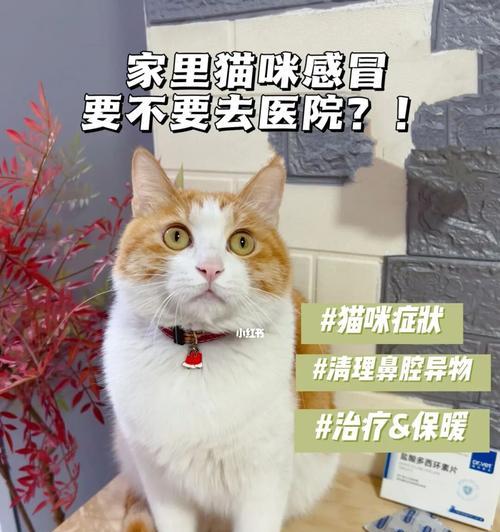 猫咪为什么会经常抽搐（探讨猫咪抽搐的原因和解决方法）