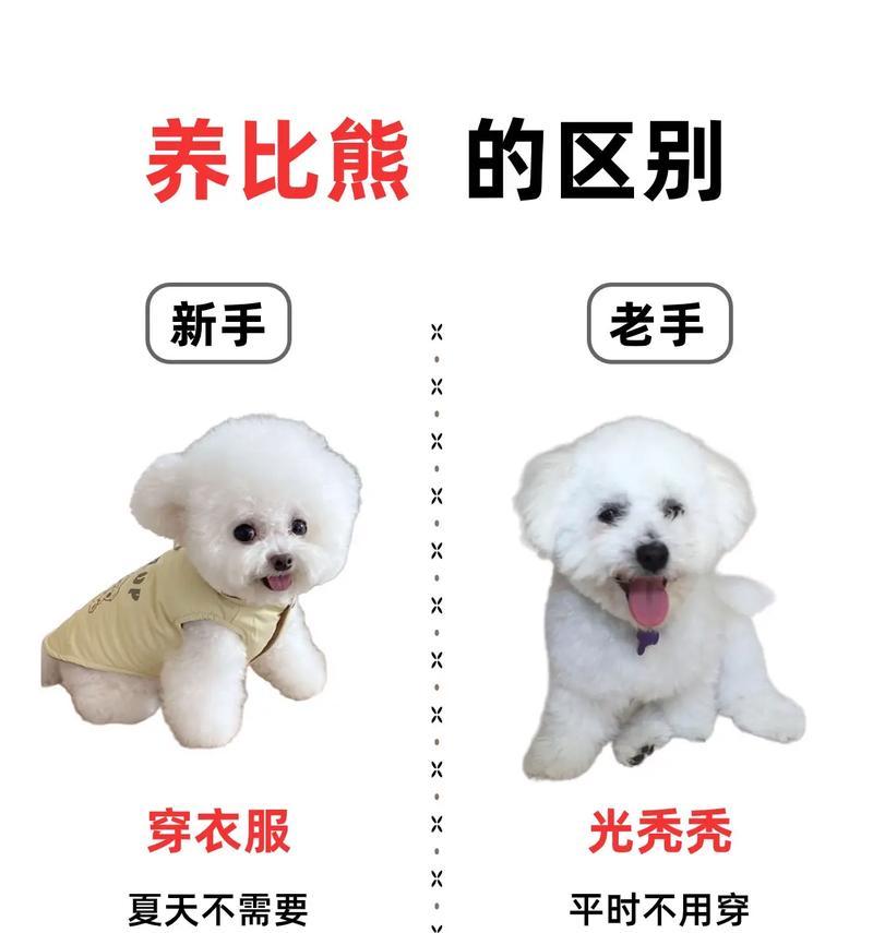 比熊犬在什么温度下需要穿衣服?如何判断? 比熊犬在什么温度下需要穿衣服?如何判断?