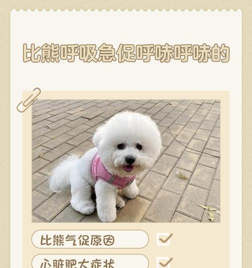 比熊犬在什么温度下需要穿衣服?如何判断? 比熊犬在什么温度下需要穿衣服?如何判断?