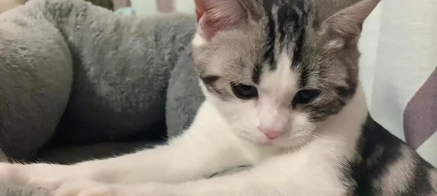 揭秘猫咪踩奶现象（以宠物为主）