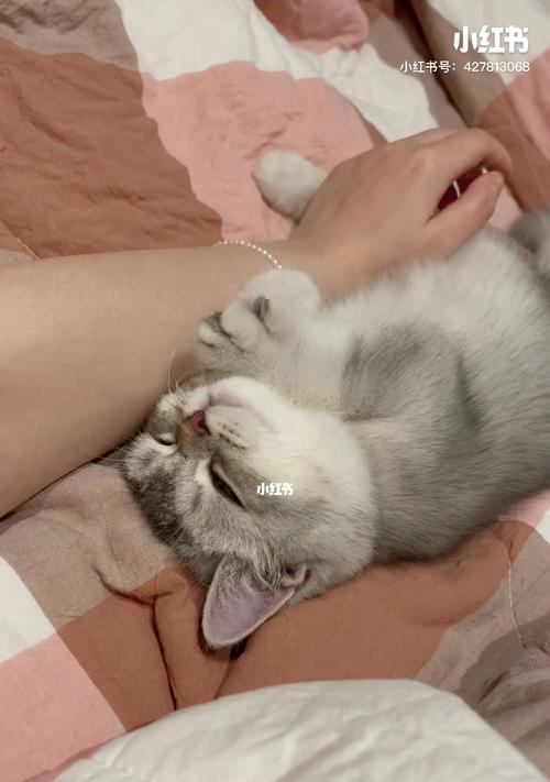 揭秘猫咪踩奶现象（以宠物为主）