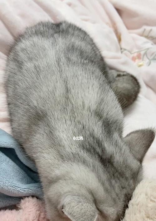 揭秘猫咪踩奶现象（以宠物为主）