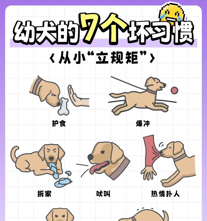 狗狗去势后如何照顾？狗狗没有蛋蛋会有什么影响？