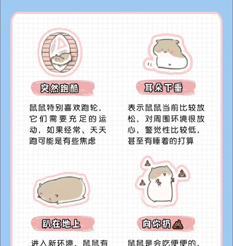 仓鼠如何培养黏人性格?养仓鼠有哪些注意事项? 仓鼠如何培养黏人性格?养仓鼠有哪些注意事项?