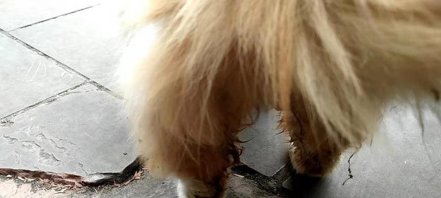 猫咪尿血总舔屁股,如何帮助猫咪舒缓症状(探究猫咪尿血的原因和处理方法) 猫咪尿血总舔屁股,如何帮助猫咪舒缓症状(探究猫咪尿血的原因和处理方法)