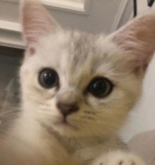 猫咪尿血总舔屁股,如何帮助猫咪舒缓症状(探究猫咪尿血的原因和处理方法) 猫咪尿血总舔屁股,如何帮助猫咪舒缓症状(探究猫咪尿血的原因和处理方法)