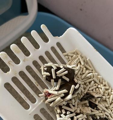 如何处理猫咪偶尔便血