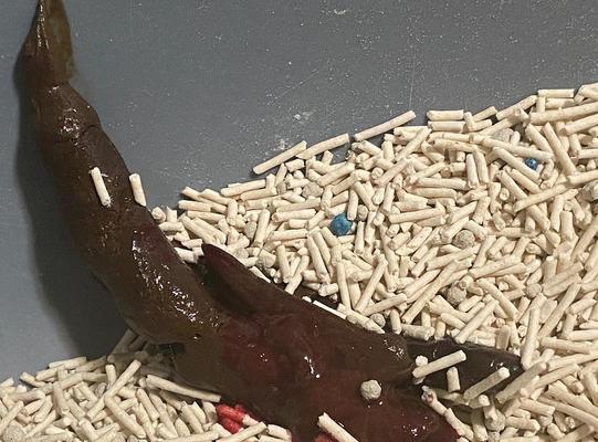 如何处理猫咪偶尔便血