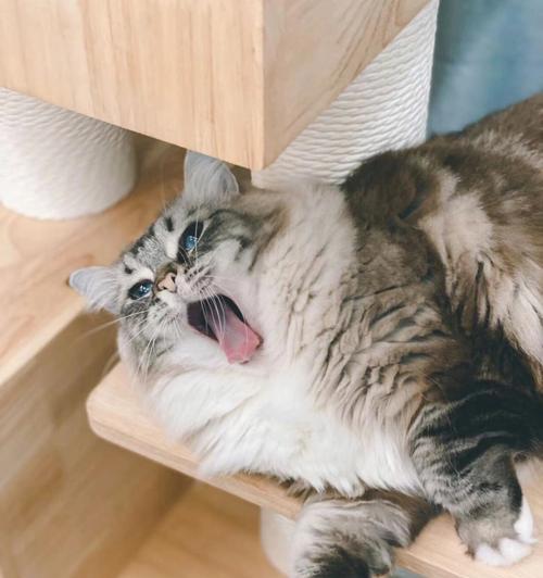 猫咪睡觉没呼吸声了怎么办（宠物猫的常见疾病及预防方法）