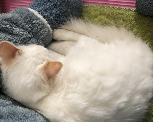 猫咪睡觉没呼吸声了怎么办（宠物猫的常见疾病及预防方法）