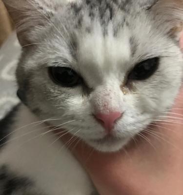 猫咪睡觉没呼吸声了怎么办（宠物猫的常见疾病及预防方法）