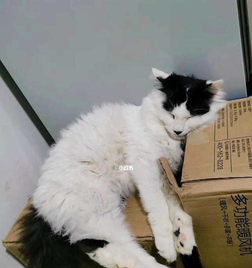 揭秘猫咪睡姿的奥秘（从猫咪生病时的睡姿到可爱的卖萌姿态）