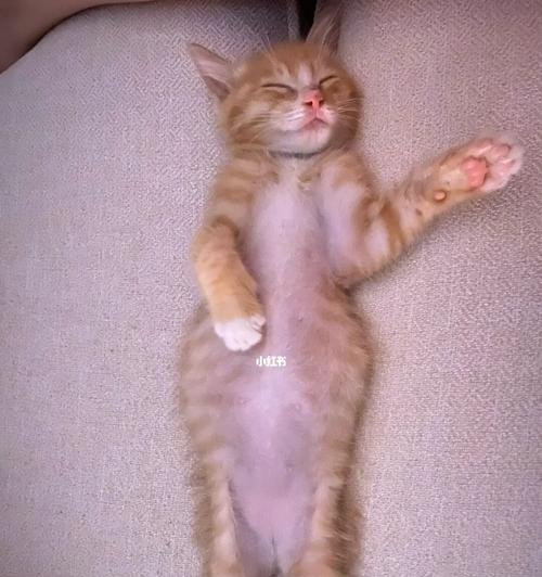 揭秘猫咪睡姿的奥秘（从猫咪生病时的睡姿到可爱的卖萌姿态）