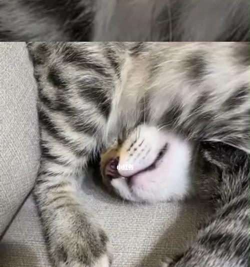 揭秘猫咪睡姿的奥秘（从猫咪生病时的睡姿到可爱的卖萌姿态）