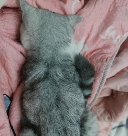 如何正确抱猫咪(以猫咪躺着的姿势为例) 如何正确抱猫咪(以猫咪躺着的姿势为例)