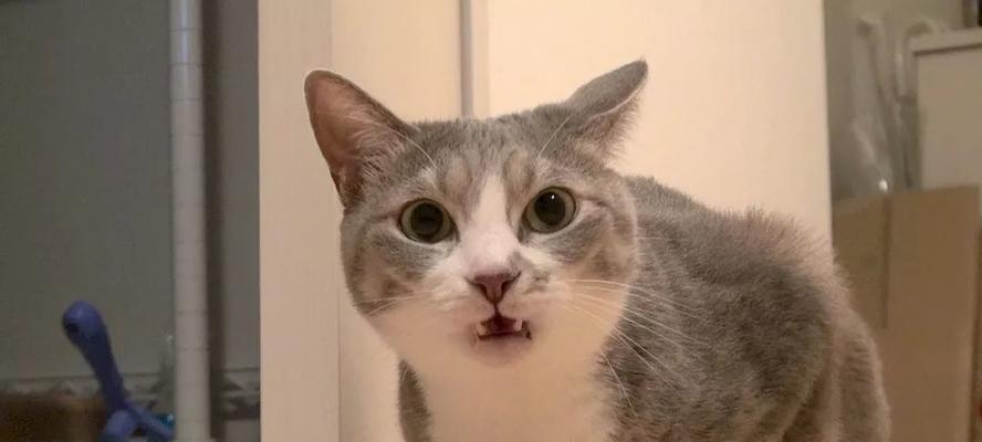 猫咪的鼻子与情感交流（睡觉时的猫咪为什么会闻我们的鼻子）