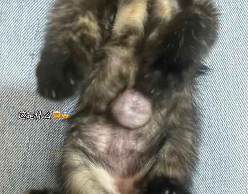猫脐疝手术需要绝育吗？费用是多少？