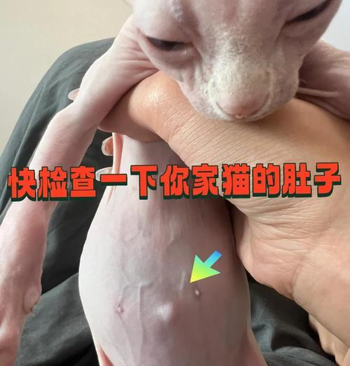 猫脐疝手术需要绝育吗？费用是多少？