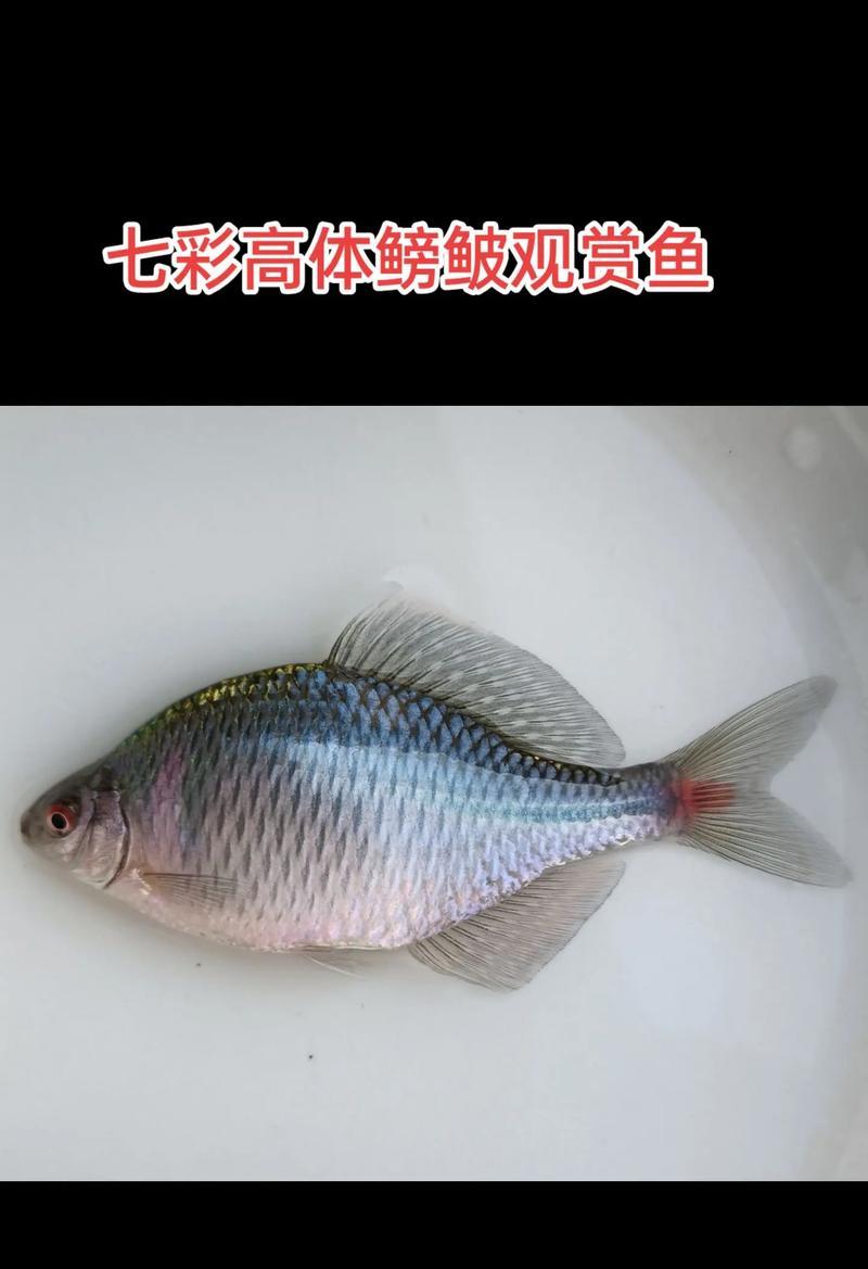 捕鱼大户中常见的观赏鱼品种有哪些？观赏鱼品种选择指南是什么？