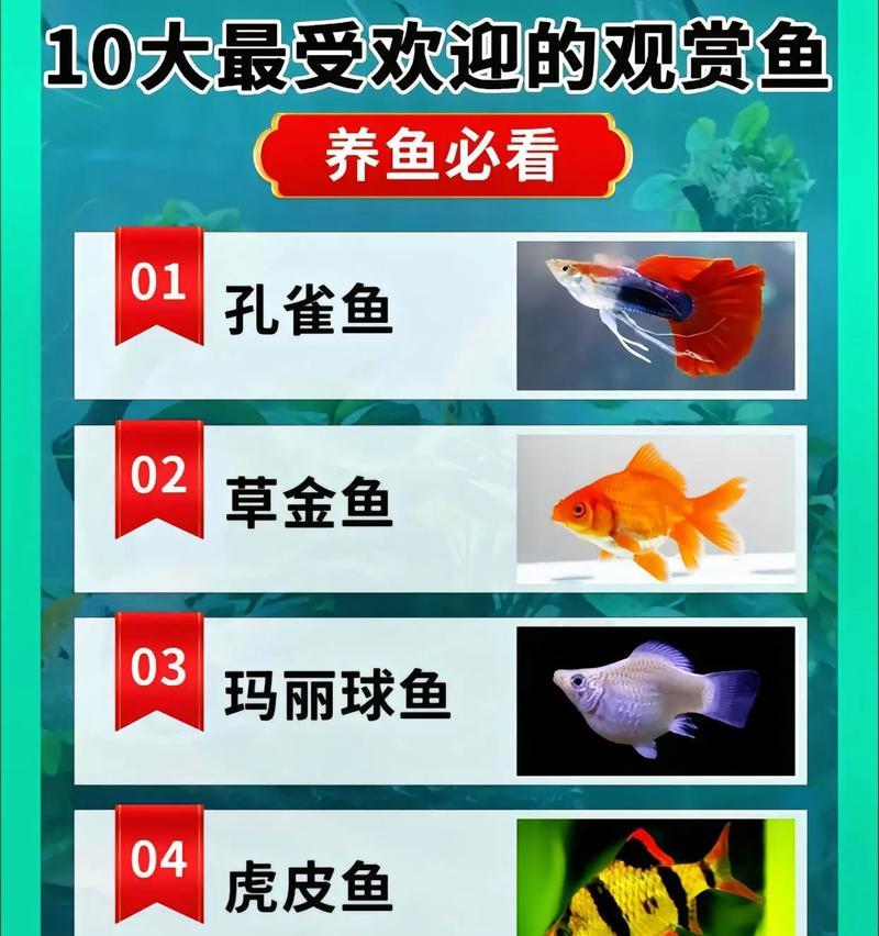 捕鱼大户中常见的观赏鱼品种有哪些?观赏鱼品种选择指南是什么? 捕鱼大户中常见的观赏鱼品种有哪些?观赏鱼品种选择指南是什么?