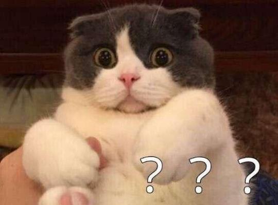 猫咪小狗喘是什么原因(宠物喘气症状分析及预防措施) 猫咪小狗喘是什么原因(宠物喘气症状分析及预防措施)