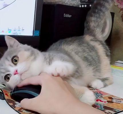 猫咪小狗喘是什么原因(宠物喘气症状分析及预防措施) 猫咪小狗喘是什么原因(宠物喘气症状分析及预防措施)