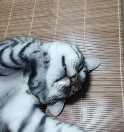 为什么猫咪会咬人（猫咪咬身上的原因和解决方法）
