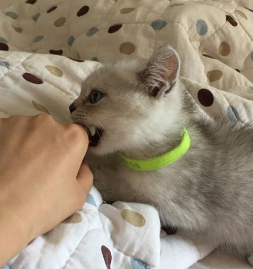 为什么猫咪会咬人(猫咪咬身上的原因和解决方法) 为什么猫咪会咬人(猫咪咬身上的原因和解决方法)