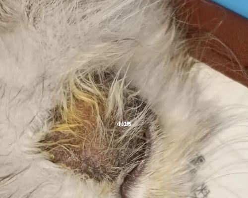 宠物猫咪如何预防猫癣(以猫咪为主的猫癣预防方法) 宠物猫咪如何预防猫癣(以猫咪为主的猫癣预防方法)
