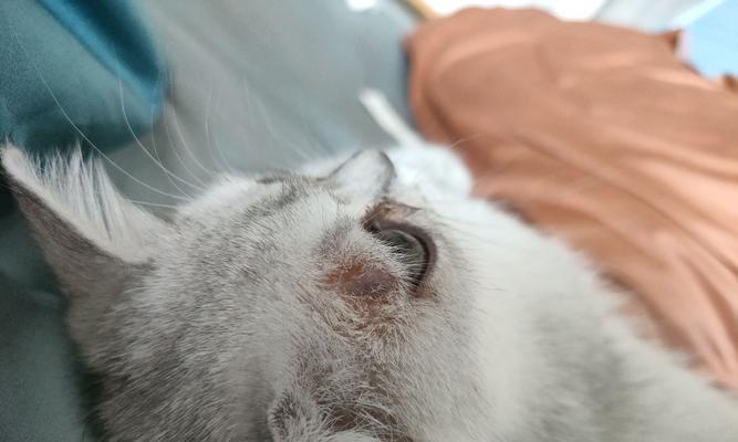 宠物猫咪如何预防猫癣(以猫咪为主的猫癣预防方法) 宠物猫咪如何预防猫癣(以猫咪为主的猫癣预防方法)