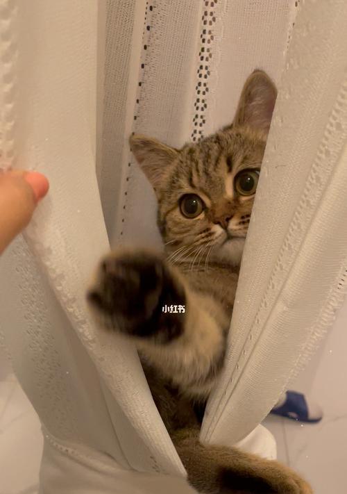 猫咪早上呜呜叫不停的原因(探究宠物猫咪早上呜呜叫的真相) 猫咪早上呜呜叫不停的原因(探究宠物猫咪早上呜呜叫的真相)