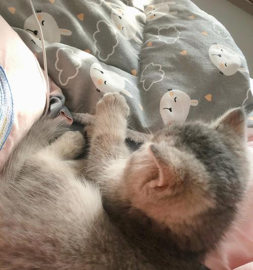 猫咪早上呜呜叫不停的原因(探究宠物猫咪早上呜呜叫的真相) 猫咪早上呜呜叫不停的原因(探究宠物猫咪早上呜呜叫的真相)