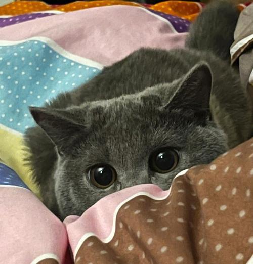 猫咪早上呜呜叫不停的原因(探究宠物猫咪早上呜呜叫的真相) 猫咪早上呜呜叫不停的原因(探究宠物猫咪早上呜呜叫的真相)