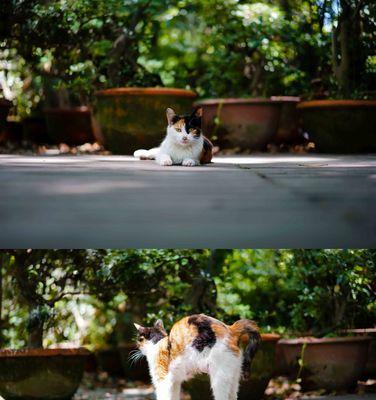 猫咪为什么会弓起背粘你（探究猫咪身体语言中的“爱意”）