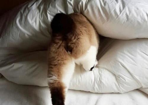 猫咪为什么会弓起背粘你（探究猫咪身体语言中的“爱意”）