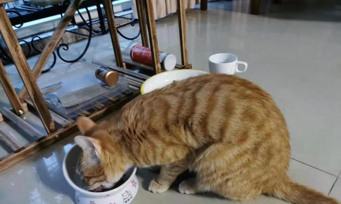 猫咪为什么会弓起背粘你（探究猫咪身体语言中的“爱意”）