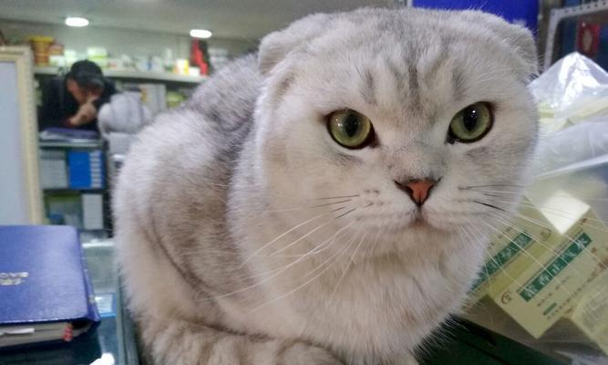 猫咪折耳的真相(以宠物为主) 猫咪折耳的真相(以宠物为主)