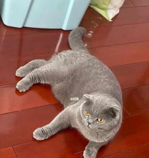 猫咪折耳的真相(以宠物为主) 猫咪折耳的真相(以宠物为主)