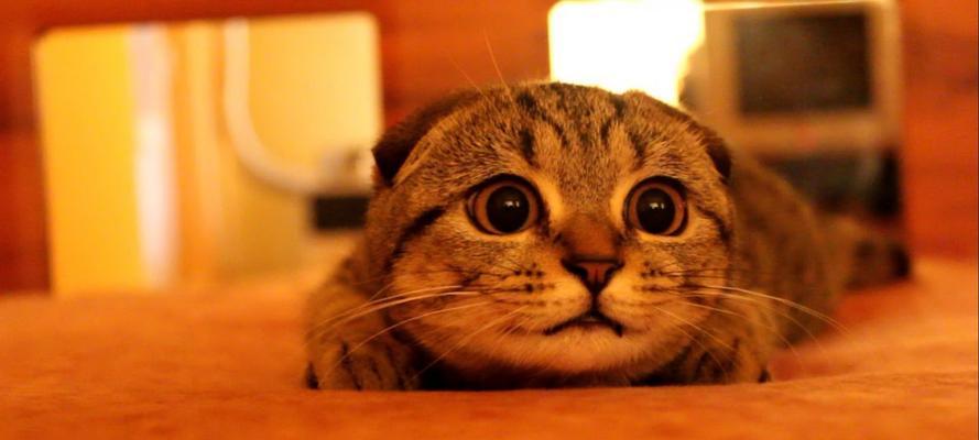猫咪折耳的真相(以宠物为主) 猫咪折耳的真相(以宠物为主)