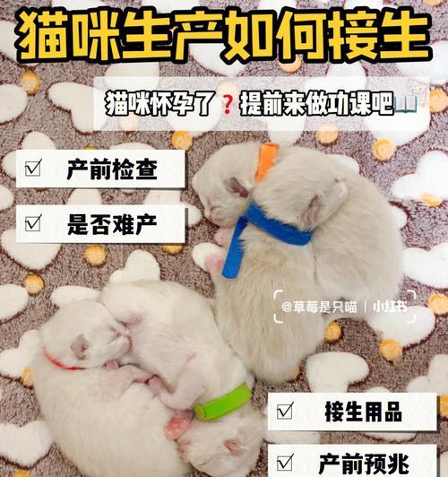 猫咪的正常分娩时间和过程（详解猫咪生产的特点）