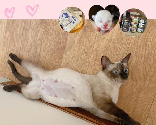 猫咪的正常分娩时间和过程（详解猫咪生产的特点）