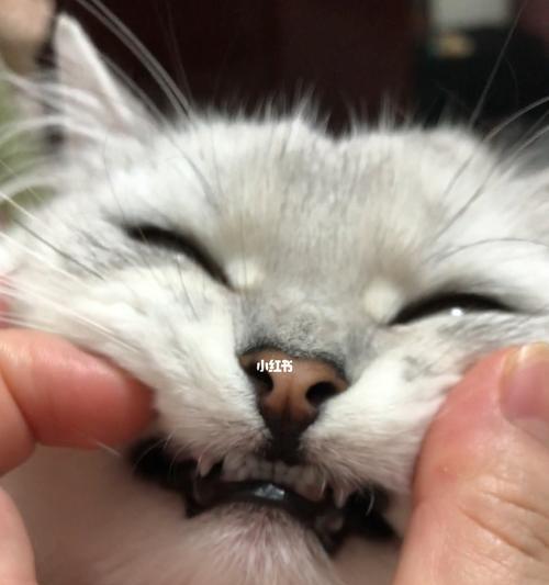 猫咪的口臭问题