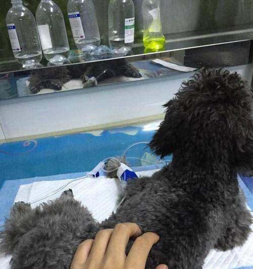 泰迪狗呕吐还吐不出来，原因及应对方法（宠物呕吐异常的常见原因和避免方法）