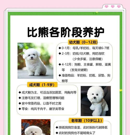 比熊犬的平均寿命是多久？影响寿命的因素有哪些？