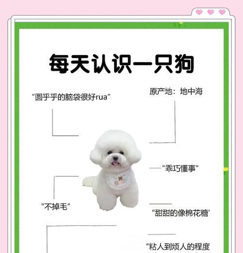 比熊犬的平均寿命是多久？影响寿命的因素有哪些？
