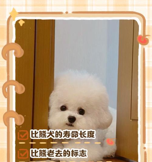比熊犬的平均寿命是多久？影响寿命的因素有哪些？