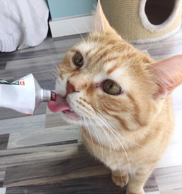 如何为小猫喂药（简单易行的喂药技巧和方法）