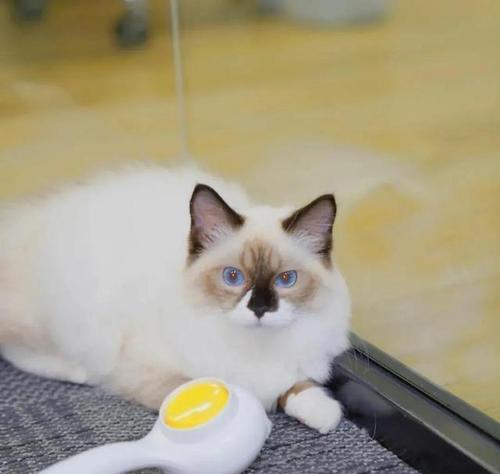 如何吸引小猫（（让你的宠物跑过来的15个声音）